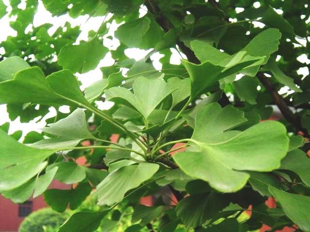 Biloba Leaf Extract
