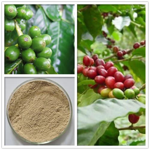 Green Coffee Bean Extract