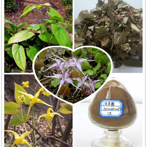 Epimedium herb/Epimedium Extract
