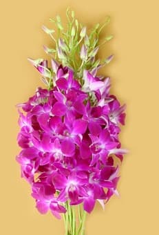 Purple orchids, Blue orchids, Fresh orchids flower, orchids flower for sale
