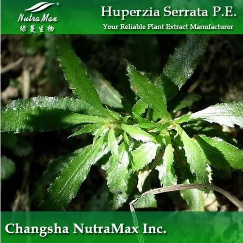 Huperzine Serrate Extract