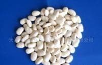 White Kidney Bean Extract 12:1, 1% Phaseolamin