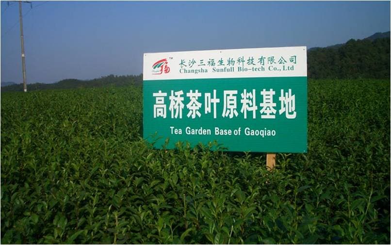 EGCG 80% Green tea extract