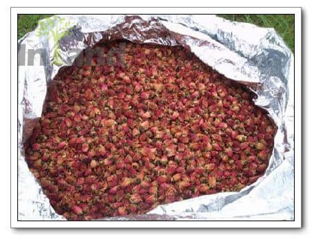 Organic Dried Rose Buds Tea