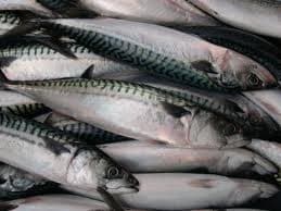 Frozen Mackerel Fish,Tilapia ,Sardine ,Bonito, Horse Mackerel , Tuna ,Forzen Seafood