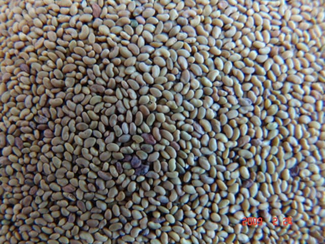 alfalfa seeds
