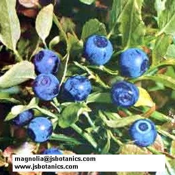 Bilberry Extract, Bilberry P.E., European Bilberry Extract
