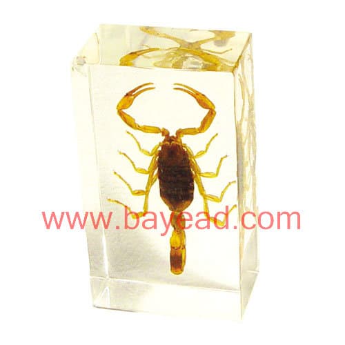 man made insect amber Paperweights,office gift,insect Specimens,bug Specimens