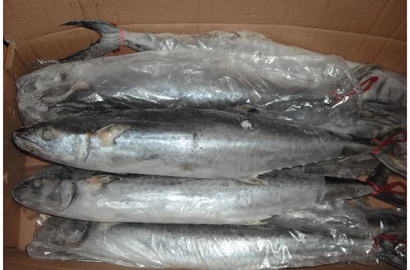 Spanish mackerel  Scomberomours Niphonius