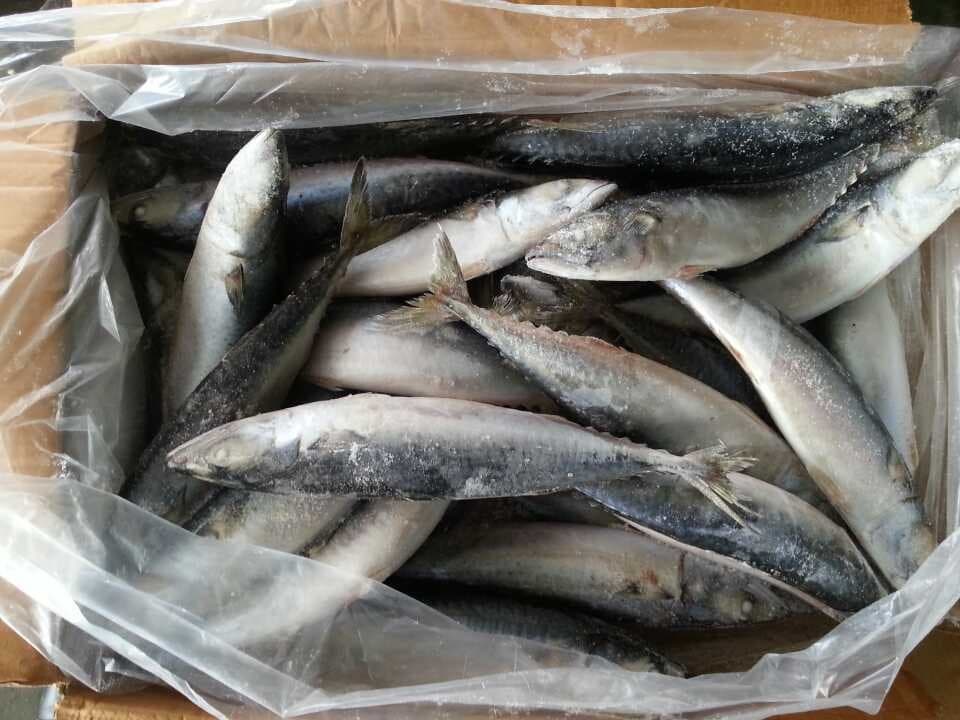 pacific mackerel FAO61 scomber japonicus
