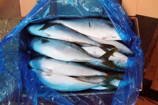 Frozen yellow tail / king fish | tradekorea