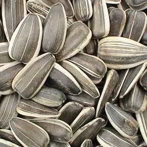 Sunflower Seed | tradekorea